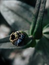 Close up of the budding of a dahlia flower infested with flies