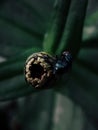 Close up of the budding of a dahlia flower infested with flies