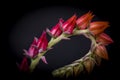 Close up of budding  Echeveria Afterglow Succulent with red buds on black background. Royalty Free Stock Photo