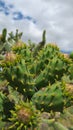 Close up of the budding flowers and thorny green leaves of the prickly pear or pear cactus - Opuntia against a blue and white sky