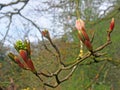 Close up of budding leaves of the horse chestnut tree in spring against a forest background Royalty Free Stock Photo