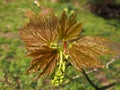 Close up of budding leaves of the horse chestnut tree in spring against a forest background Royalty Free Stock Photo