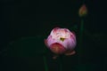 Close-up of budding lotus