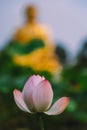 Close-up of budding lotus