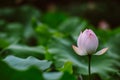 Close-up of budding lotus