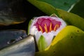 Close Up of a Budding Pink Nymphaea Nouchali Water Lily Royalty Free Stock Photo