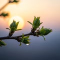 A close-up of a budding tree branch against a sunset backdrop Royalty Free Stock Photo