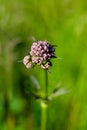 Close-up of a budding valerian flower