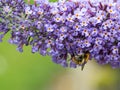 Close up of Buddleia flowers and bee Royalty Free Stock Photo