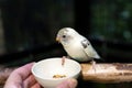 Close-up of Budgie bird perching on a bowl of grains.