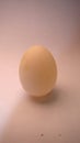 Close up of Budgie egg Closeup egg Dirty egg on a white background | Budgie parrot egg