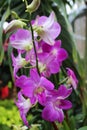 Close Up of the Buds and Flowers of a Dark Pink Dendrobium Orchid