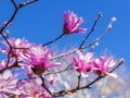 Close-up of buds and flowers of pink magnolia on a bright blue sky background. Blossoming of magnolia tree on a sunny spring day Royalty Free Stock Photo