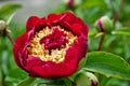 Close up of buds and flowers on a red peony bush in the garden paeonia lactiflora