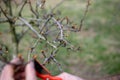 Close up on buds and just cut off a twig on a tree. Buds will bloom soon. The picture also shows the hand of a worker cutting
