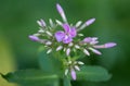 Macro of violet Garden Phlox buds