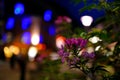 close-up of buds of lilac flowers, night city with lights of light, beautiful natural background, abstract banner, blue, green, Royalty Free Stock Photo