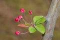 Malus micromalus Royalty Free Stock Photo