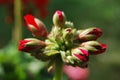 Red buds of a Pelargonium Royalty Free Stock Photo