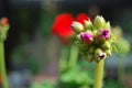 Red buds of a Pelargonium Royalty Free Stock Photo