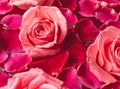 Close-up buds pink Rose with water drops and petals Royalty Free Stock Photo