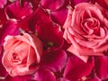 Close-up buds pink Rose with water drops and petals