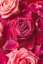 Close-up buds pink Rose with water drops and petals Royalty Free Stock Photo