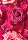 Close-up buds pink Rose with water drops and petals Royalty Free Stock Photo