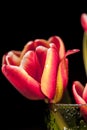 Close up a buds red tulips with water drops in a green glass on a black background. Royalty Free Stock Photo