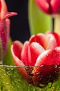 Close up a buds red tulips with water drops in a green glass on a black background. Royalty Free Stock Photo