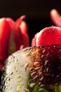 Close up a buds red tulips with water drops in a green glass on a black background. Royalty Free Stock Photo