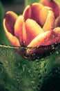 Close up a buds red tulips with water drops in a green glass. Fine art floral background. Royalty Free Stock Photo