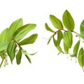 The close-up of buds of sealwort. Scientific name: Polygonatum sibiricum