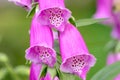 Close-up buds of tall pink foxglove flower, perennial popular plant. Royalty Free Stock Photo