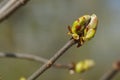 Close up of buds on a tree branch