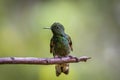 Close-up of a Buff-tailed coronet, boissonneaua flavescens, perched on a branch, looking to the left, against natural blurred