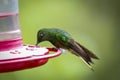 Close-up of a Buff-tailed coronet hummingbird , (boissonneaua flavescens) perched on a red sugar feeder against