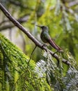 Close-up of a Buff-tailed coronet hummingbird (boissonneaua flavescens), perched on a branch