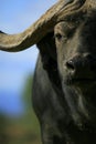 Close up of Buffalo Bull