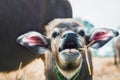 Close up a buffalo calf eating food