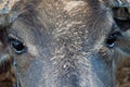 Buffalo face that pass a rope through the nose of the buffalo. Water buffalo. Asian buffalo Royalty Free Stock Photo