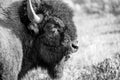 Close up of a bison head in black and white