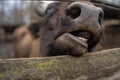 Close up of buffalo`s jaw in enclosure. Curious bull in preserve park.