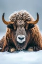 Close up of buffalo in winter with snow on its back and horns. Generative AI Royalty Free Stock Photo