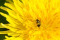 Close up of bug on blooming yellow dandelion flower Taraxacum o Royalty Free Stock Photo