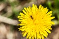 Close up of bug on blooming yellow dandelion flower Taraxacum officinale Royalty Free Stock Photo