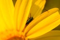 Close up of a Bug on a Daisy Flower during Spring Royalty Free Stock Photo