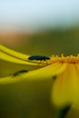Close up of a Bug on a Daisy Flower during Spring Royalty Free Stock Photo