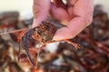 Close-up of bug-eyed cray fish held by hand - selective focus- blurry background