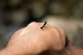 Bug perched on hand. Royalty Free Stock Photo